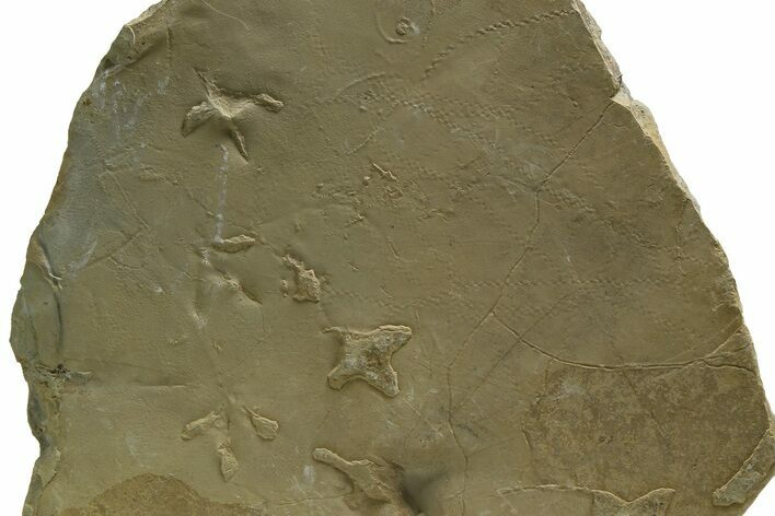 Fossil Sandpiper & Nematode Track Plate - Green River Formation, Utah #352252
